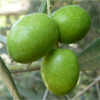 オリーブ果実油