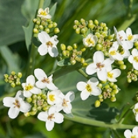 アビシニアンオイル